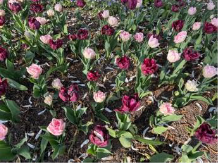 Tulips in bloom