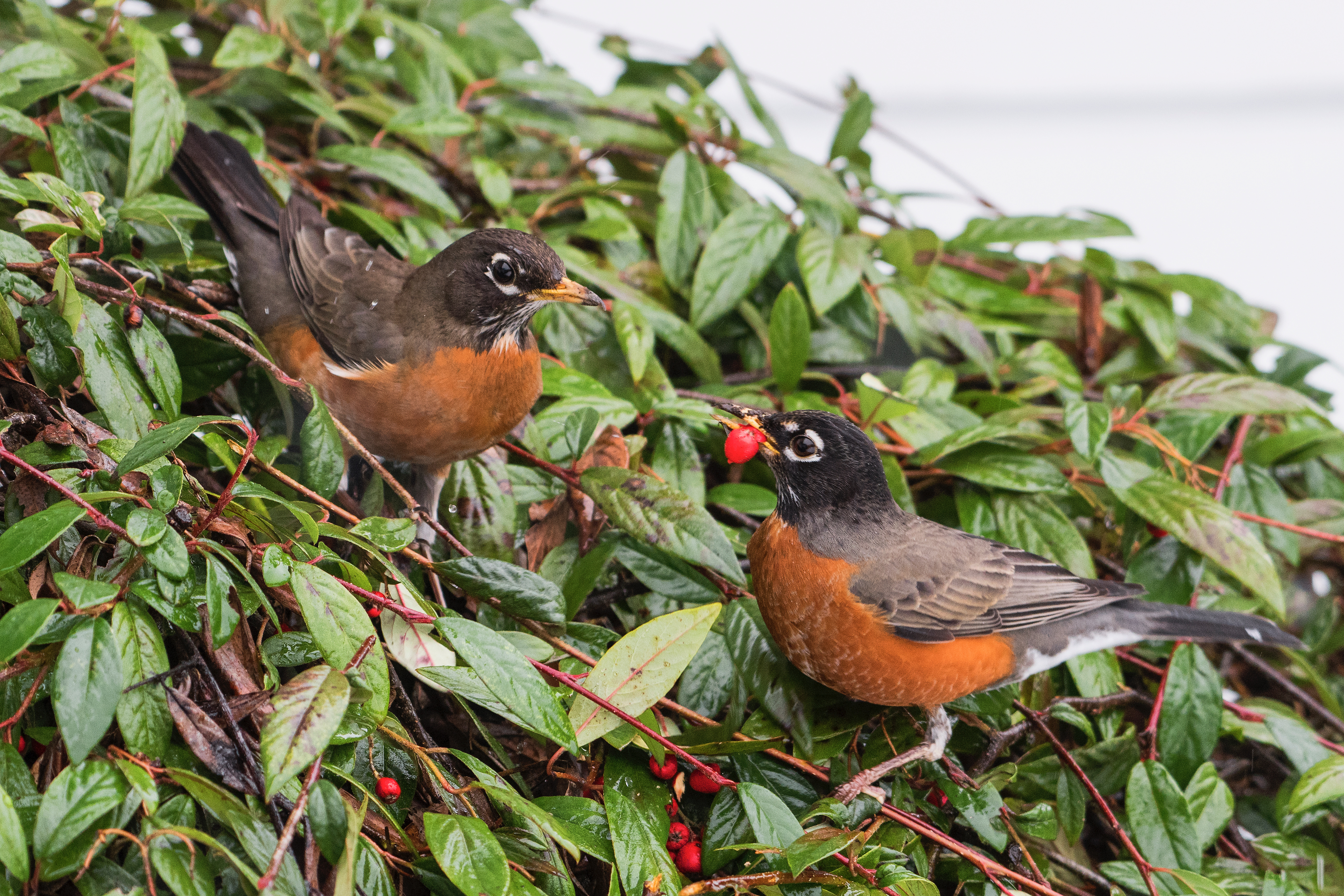 Little Robin Red Breast