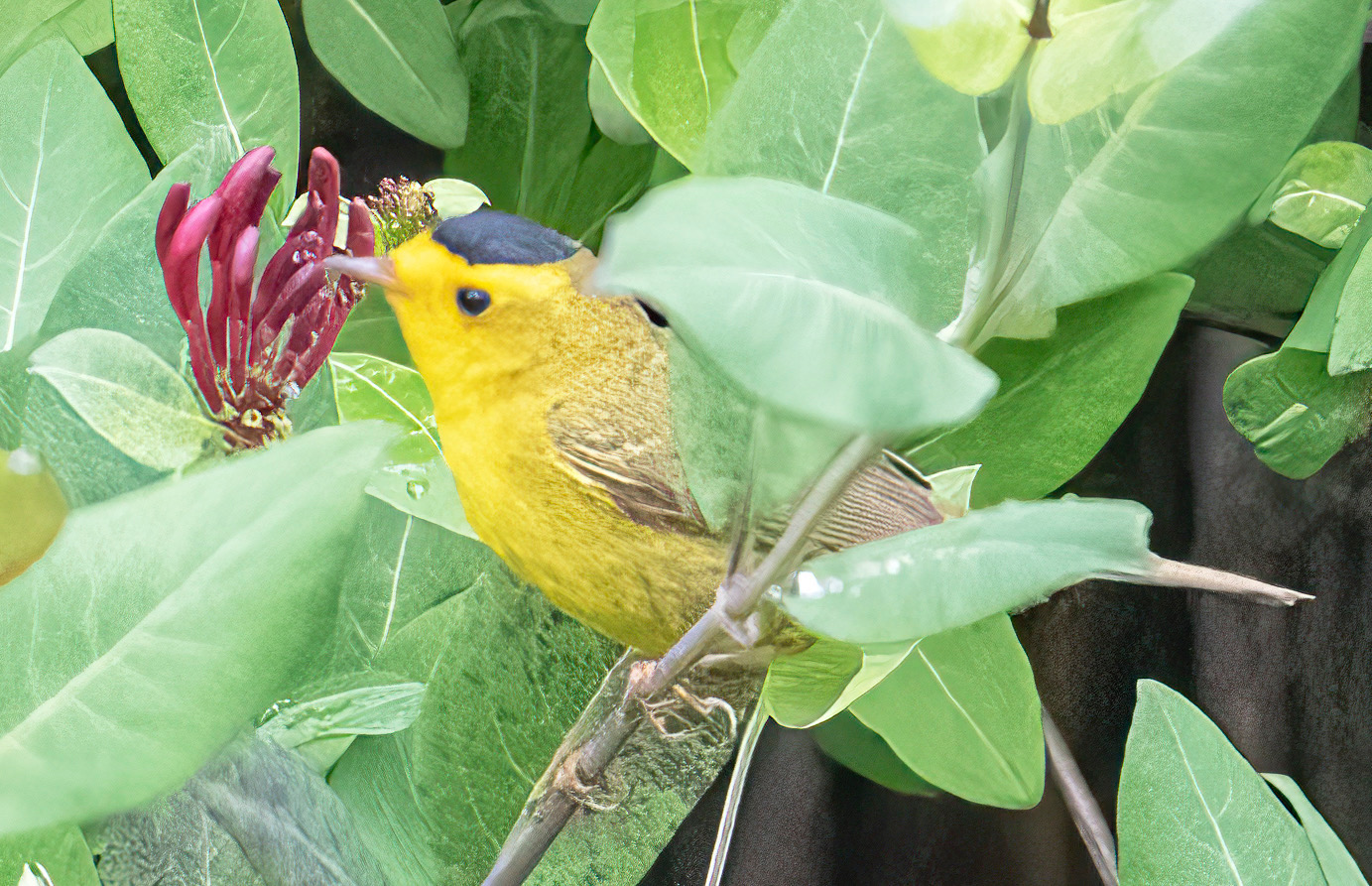 Golden Crowned Sparrow