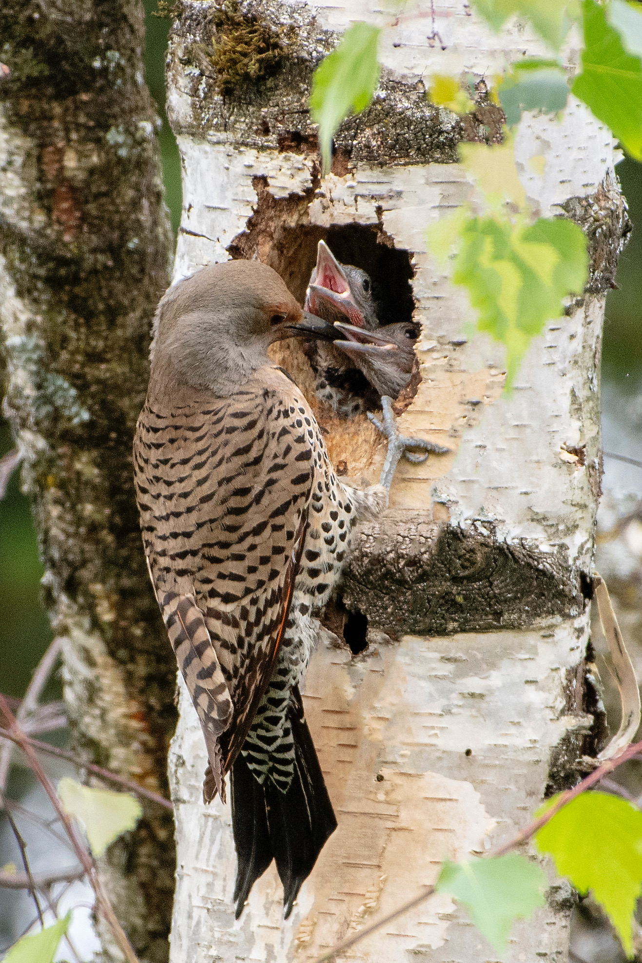 Northern Flicker