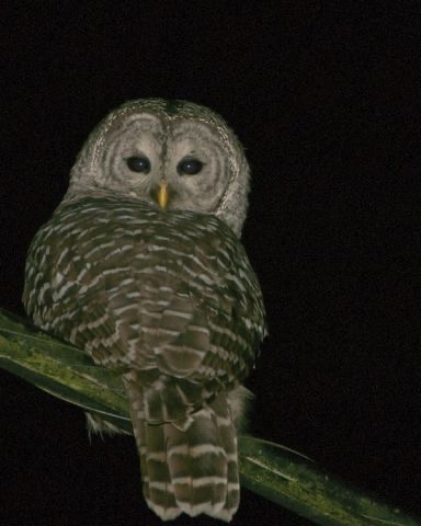 Barred Owl
